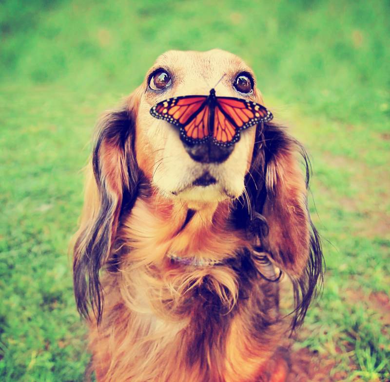 Dog-and-butterfly
